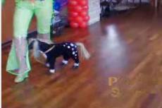 Самая маленькая в мире лошадь