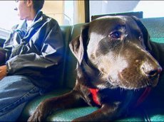 Самостоятельная собака стала звездой новостей