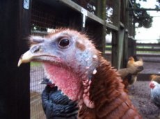 Нашествие агрессивных индеек в США