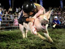 Родео на свиньях