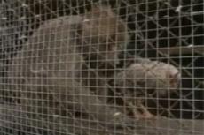 В литовском зоопарке обезьяна приручила курицу