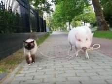 Свинья выгуляла кота на поводке
