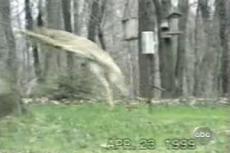 Как белка оленя напугала