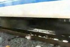 Самый медлительный в мире кот