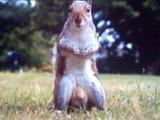 Брутальная белка насмешила всю Британию