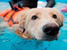 Собака спасла «тонущего» хозяина