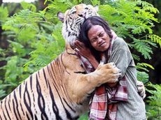 Индонезиец приручил огромного тигра