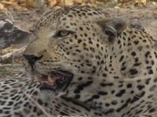 Схватка разъяренных леопардов попала на видео