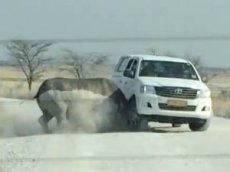 Носорог атаковал джип и запугал туристов в сафари-парке