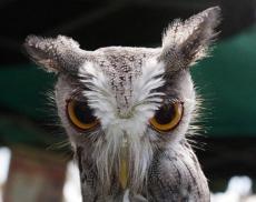 Хитрющая сова: как прикинутся веточкой