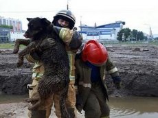 Спасатели не дали бездомному псу утонуть в грязи