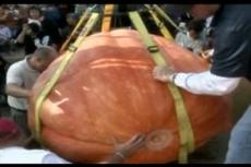 Американец вырастил к Хэллоуину громадную тыкву