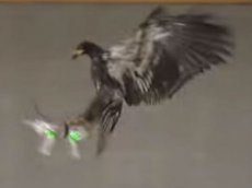 Полицейские учат орлов охоте на беспилотники