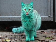 В Болгарии сняли на видео зеленого кота