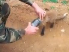 Спасение лисенка, застрявшего головой в банке