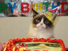 День рождения "сердитого кота"