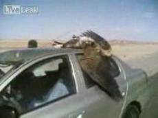 В Иране птица столкнулась с машиной