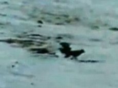 Охота с беркутом на волков в Монголии