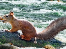 Спортсмен спас тонущую белку