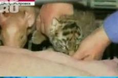 Свинья стала матерью для новорожденных тигрят