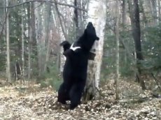 В нацпарке засняли «танцующего» с деревом медведя
