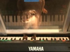 Выдру научили играть на клавишах