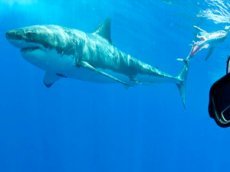 Дайвер сделал селфи с белой акулой