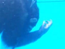 Шимпанзе — дайвер