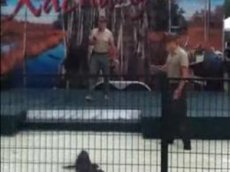 Крокодил напал на дрессировщика во время шоу