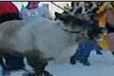 На Аляске прошли соревнования по бегу от северных оленей