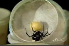 Американец держит дома 50 000 пауков