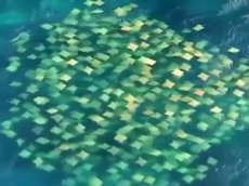 Дрон снял огромную стаю скатов у побережья Австралии