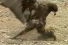 Как ястреб на живом скейтборде катался