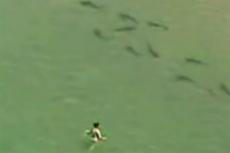 Женщину на пляже едва не разорвали акулы