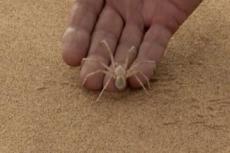 В Сахаре нашли передвигающегося кувырком паука