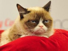 Сердитый кот обогатил хозяйку на  млн
