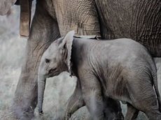 Слоны спасли застрявшего в резервуаре с водой детеныша