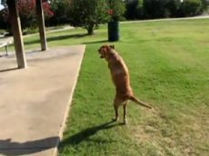 Собака по кличке Фэйт стала сержантом американской армии