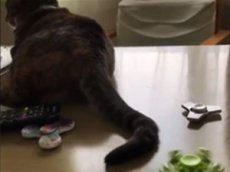 В Японии кота научили крутить спиннер хвостом