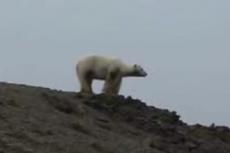 Белый медведь самостоятельно приплыл в Исландию
