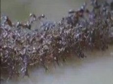 Муравьи против краба