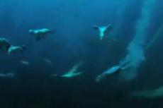 Сцены подводной охоты птиц и кита: 1-е место в рейтинге самых обсуждаемых роликов в Рунете