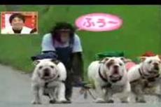 Лучшее видео недели на Youtube: обезьяна выгуливает бульдогов
