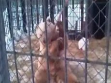 Российский конкурент "кунг-фу панды"