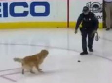 НХЛ похвасталась псом-«хоккеистом»