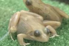 Японцы вывели совершенно прозрачную лягушку