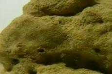 В Испании трюфель продали больше чем за 8 тысяч евро