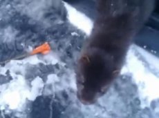 Шустрая норка отбирает улов у местных рыбаков