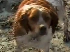 Ролик о верности японских собак покорил YouTube