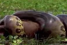 В мире животных: анаконда охотится на капибару